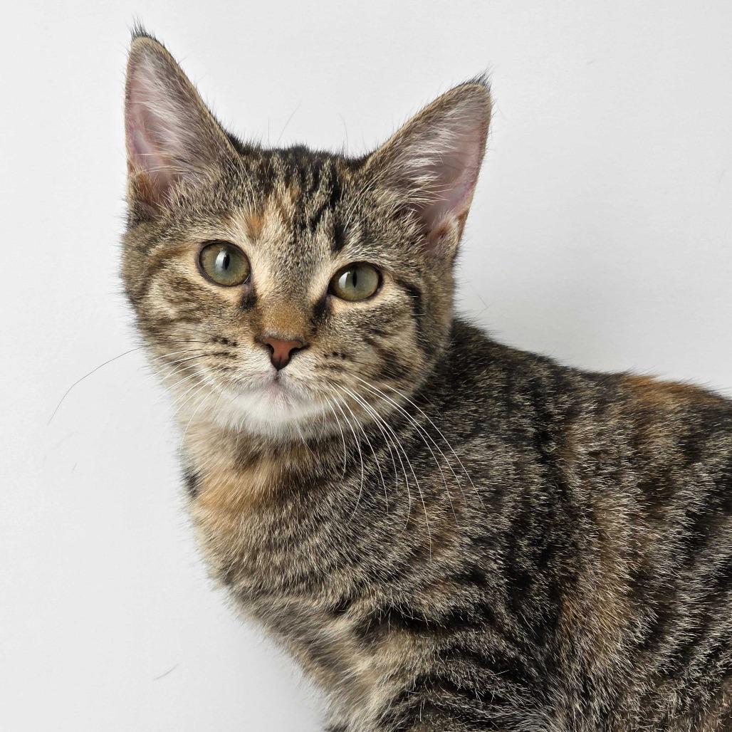 Enlarge Chai, a Adoptable Domestic Short Hair in Dayton, OH image 2/3