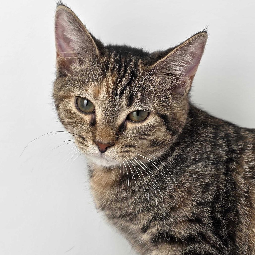 Enlarge Chai, a Adoptable Domestic Short Hair in Dayton, OH image 3/3