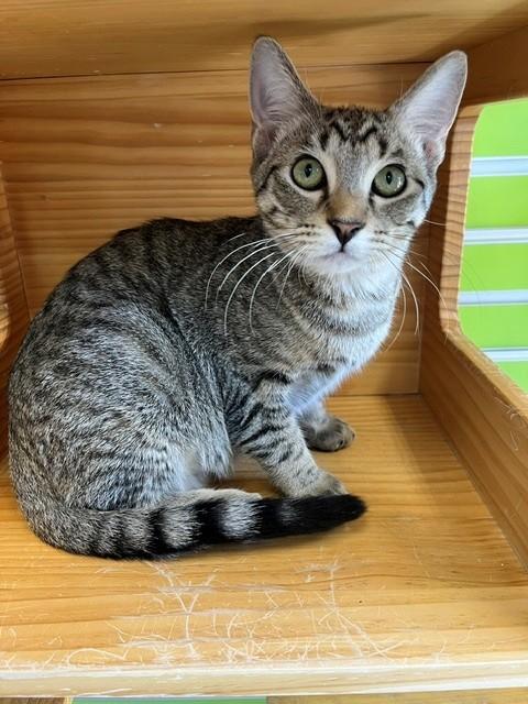 Enlarge Ello, a Adopted mixed breed in Tyler, TX image 3/3