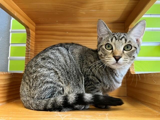 Enlarge Ello, a Adopted mixed breed in Tyler, TX image 2/3