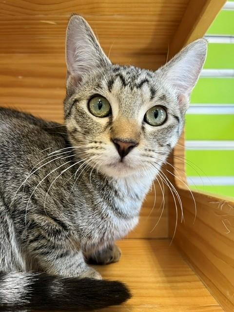 Enlarge Ello, a Adopted mixed breed in Tyler, TX image 1/3