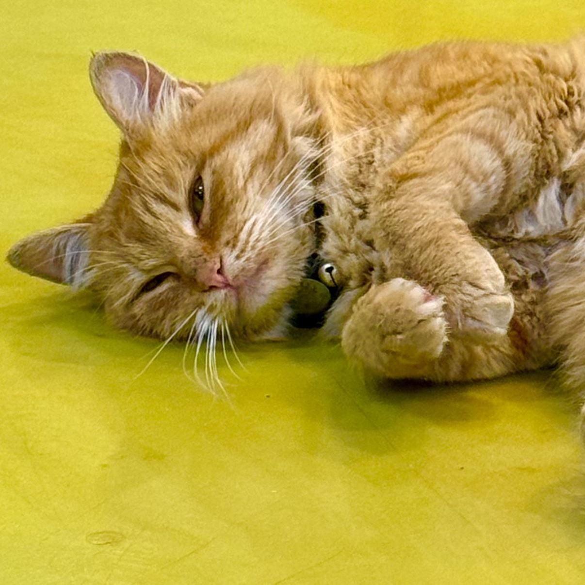 Percy, Adoptable, Adult Male Domestic Medium Hair.