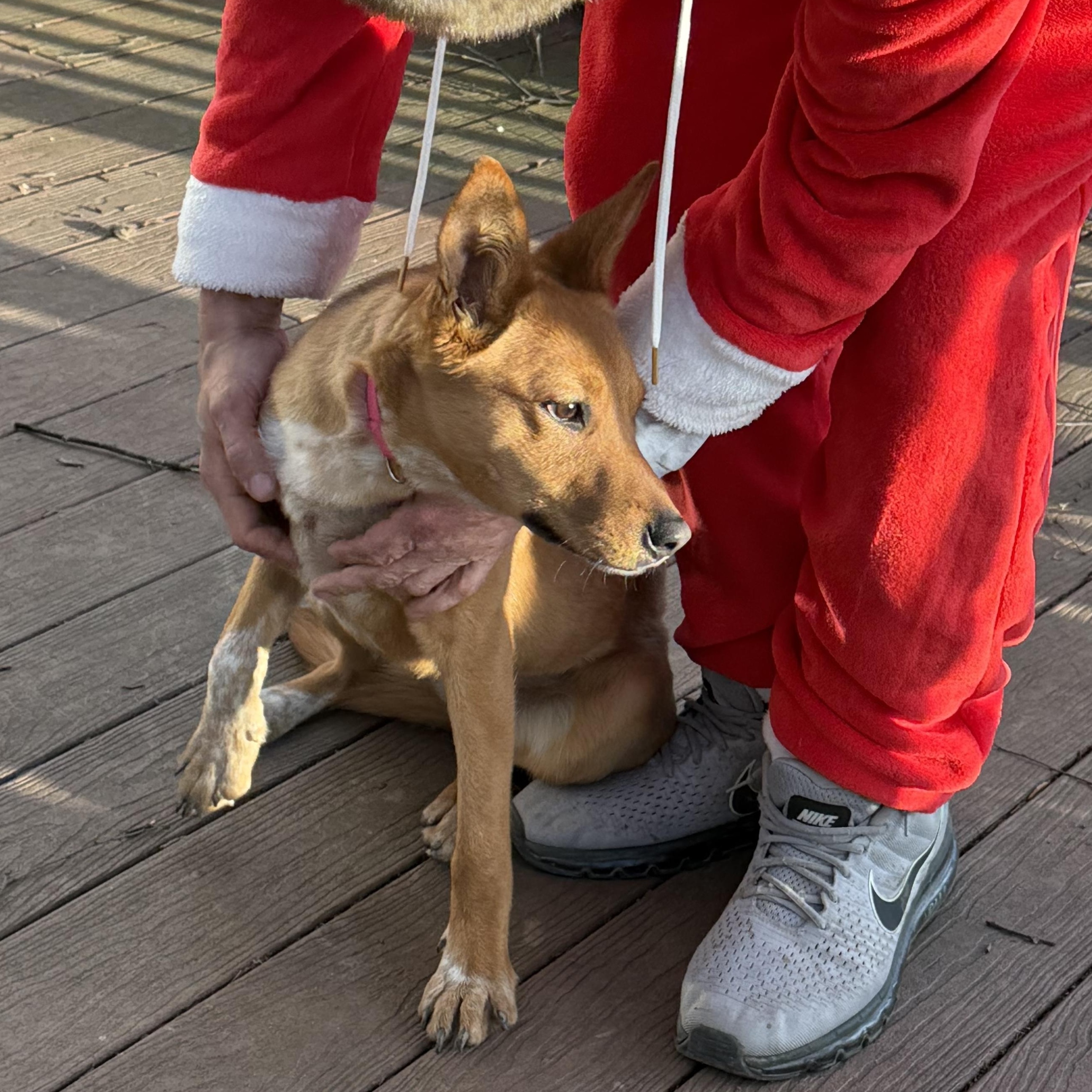 Enlarge Emily, a Adoptable mixed breed in West Grove, PA image 2/5