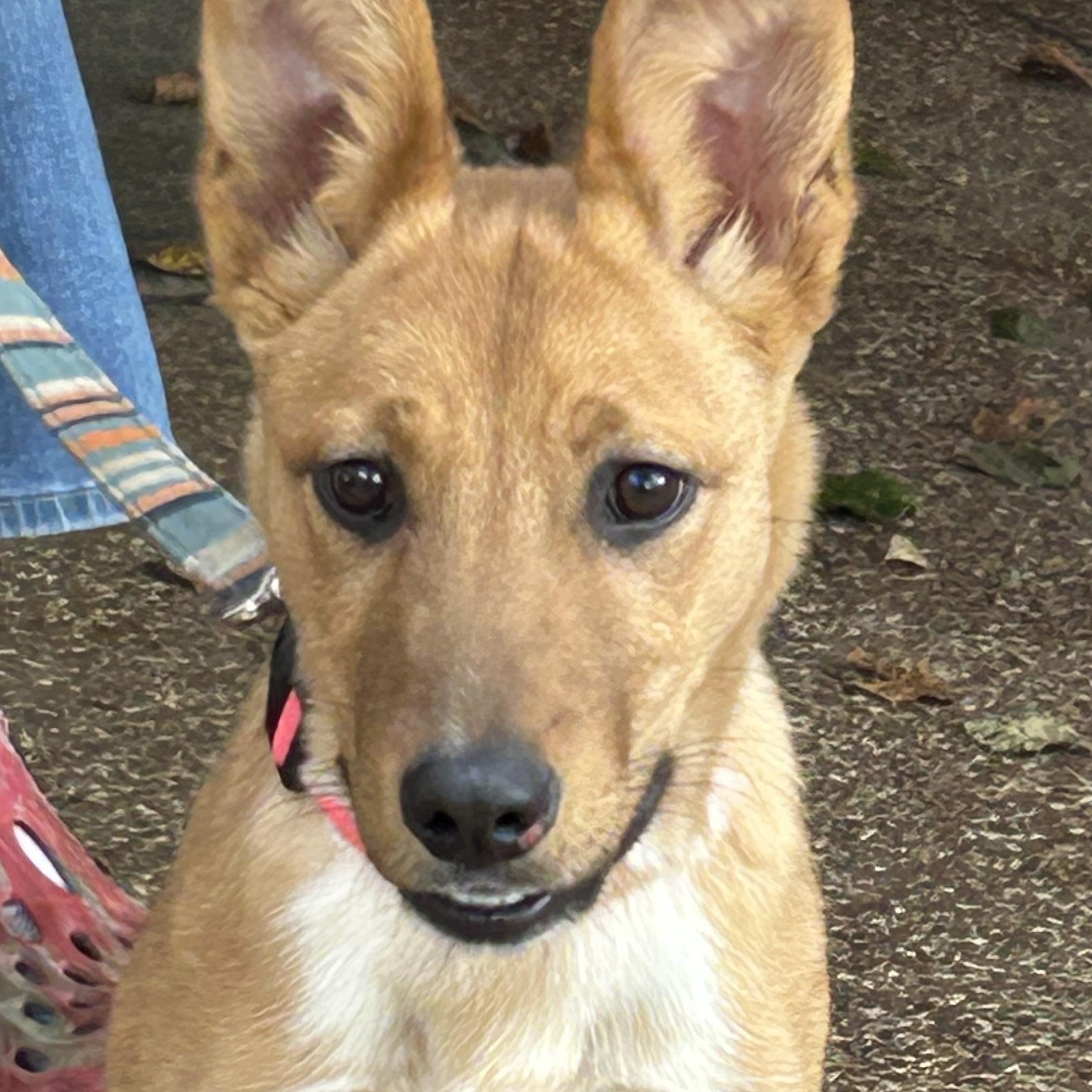 Enlarge Emily, a Adoptable mixed breed in West Grove, PA image 1/4