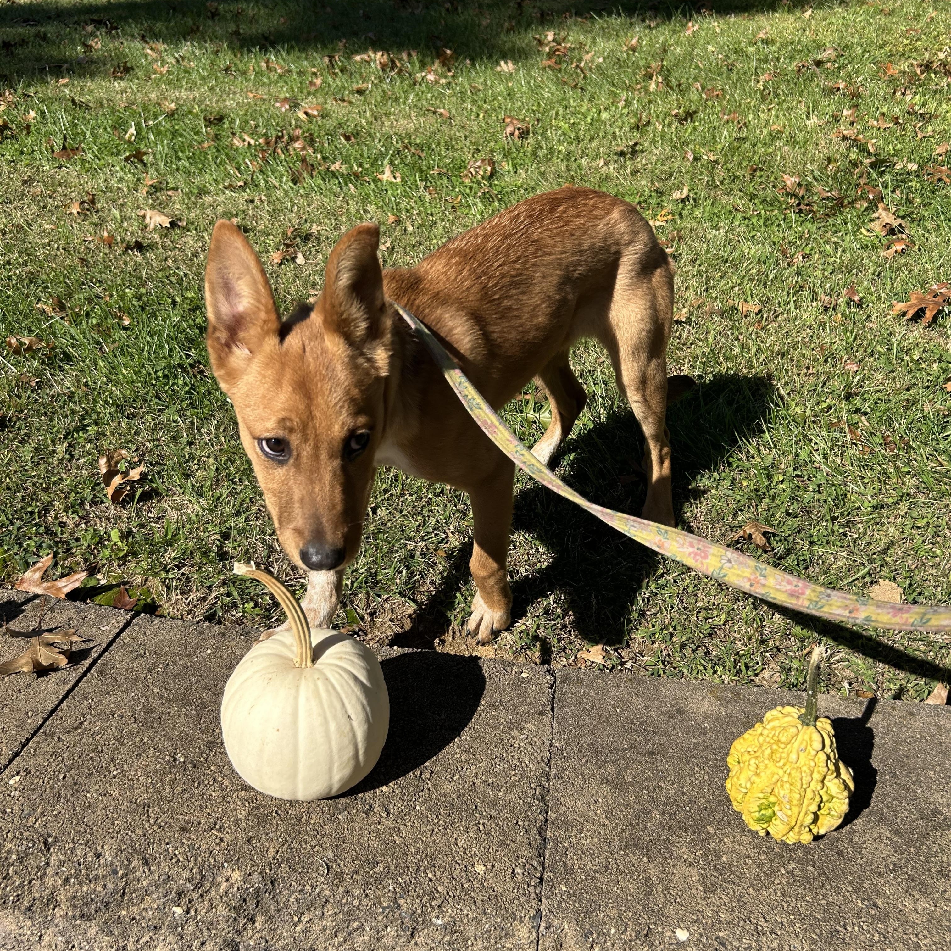 Enlarge Emily, a Adoptable mixed breed in West Grove, PA image 4/4