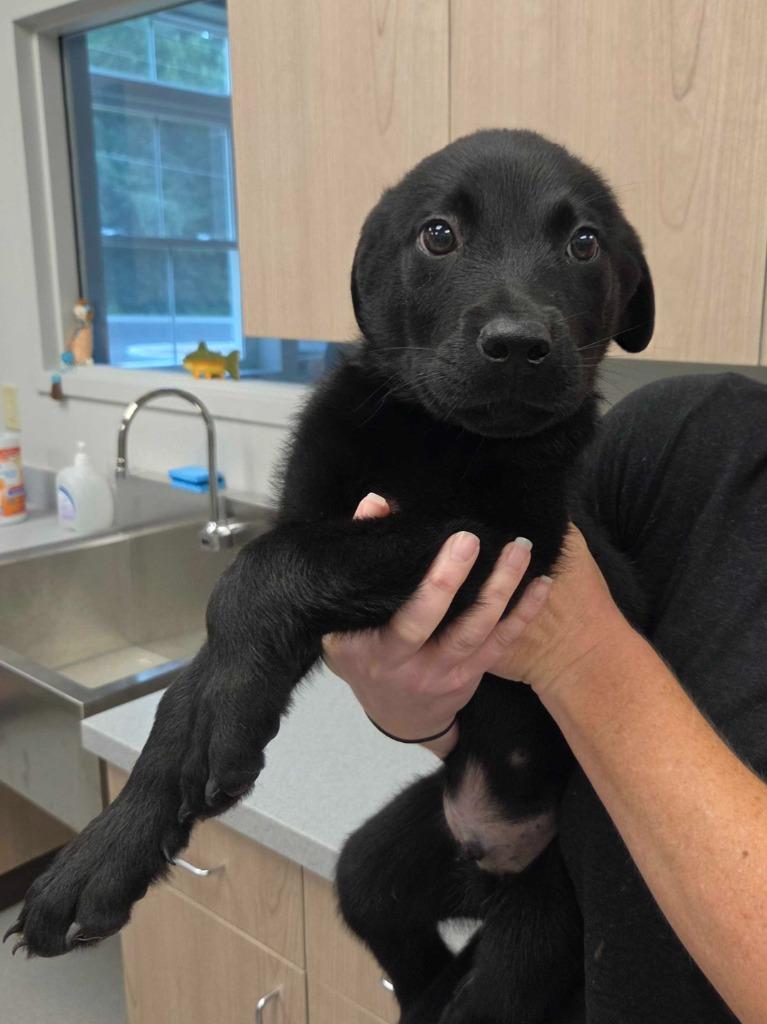 Enlarge Fried Oreo, a Adoptable mixed breed in Chillicothe, OH image 1/1