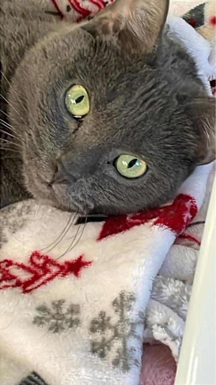 Enlarge Carla, a Adoptable mixed breed in Fincastle, VA image 1/2