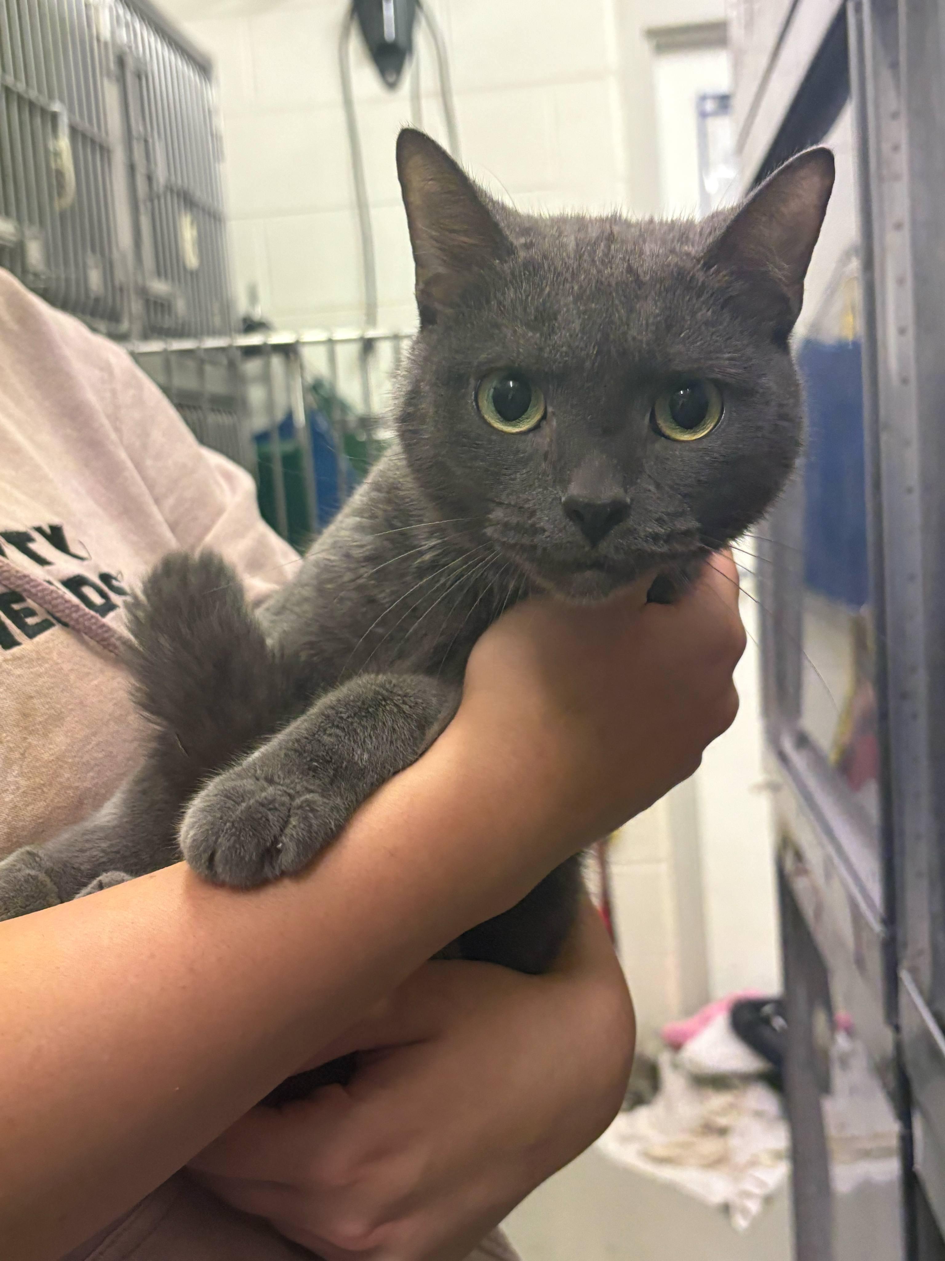 Enlarge Carla, a Adoptable mixed breed in Fincastle, VA image 2/2