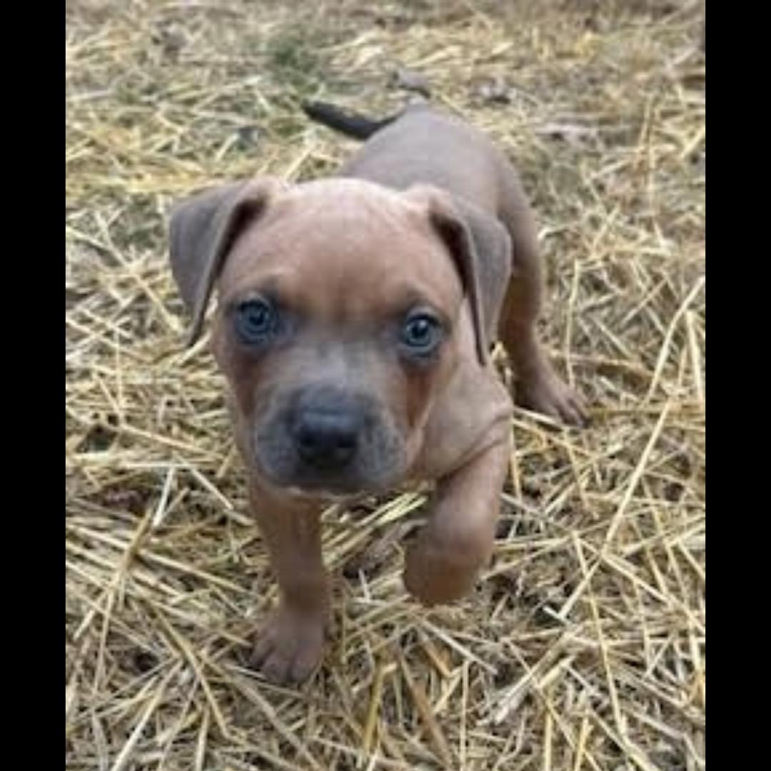 Enlarge Griddle, a ADOPTABLE mixed breed in Midlothian, VA image 3/4
