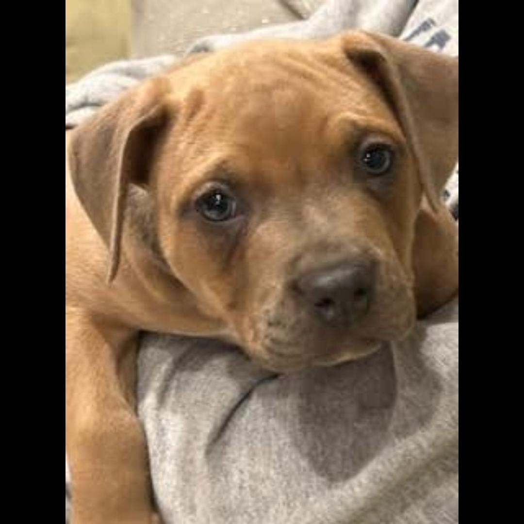 Griddle, ADOPTABLE, Puppy Female Pit Bull Terrier.