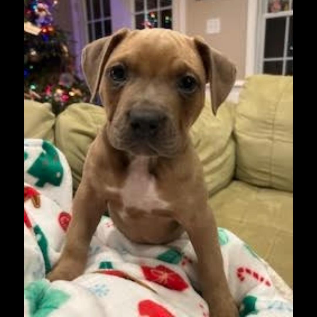 Enlarge Griddle, a ADOPTABLE mixed breed in Midlothian, VA image 2/4