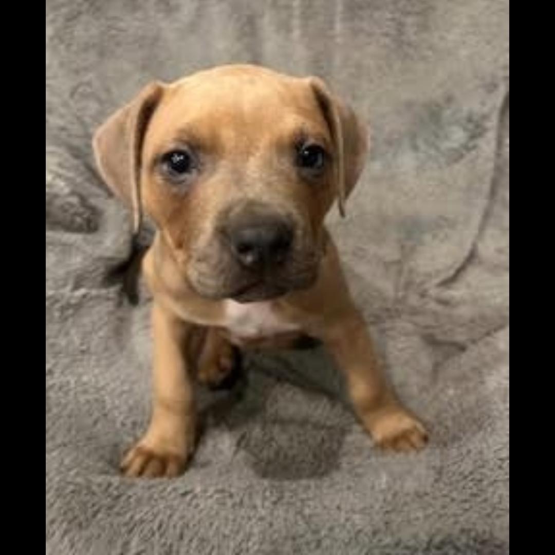 Enlarge Griddle, a ADOPTABLE mixed breed in Midlothian, VA image 4/4