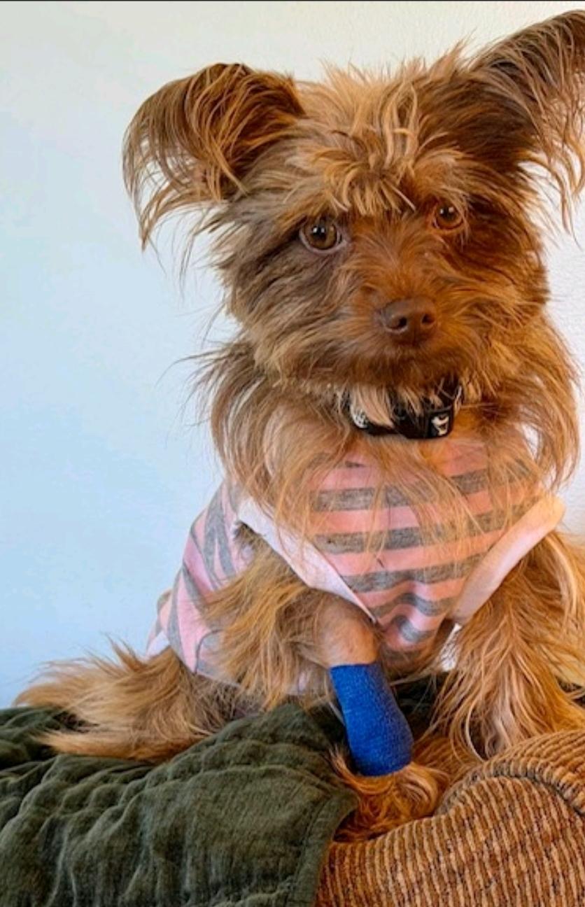 Enlarge Ricky Bobby, a ADOPTABLE mixed breed in Hamburg, NY image 3/5