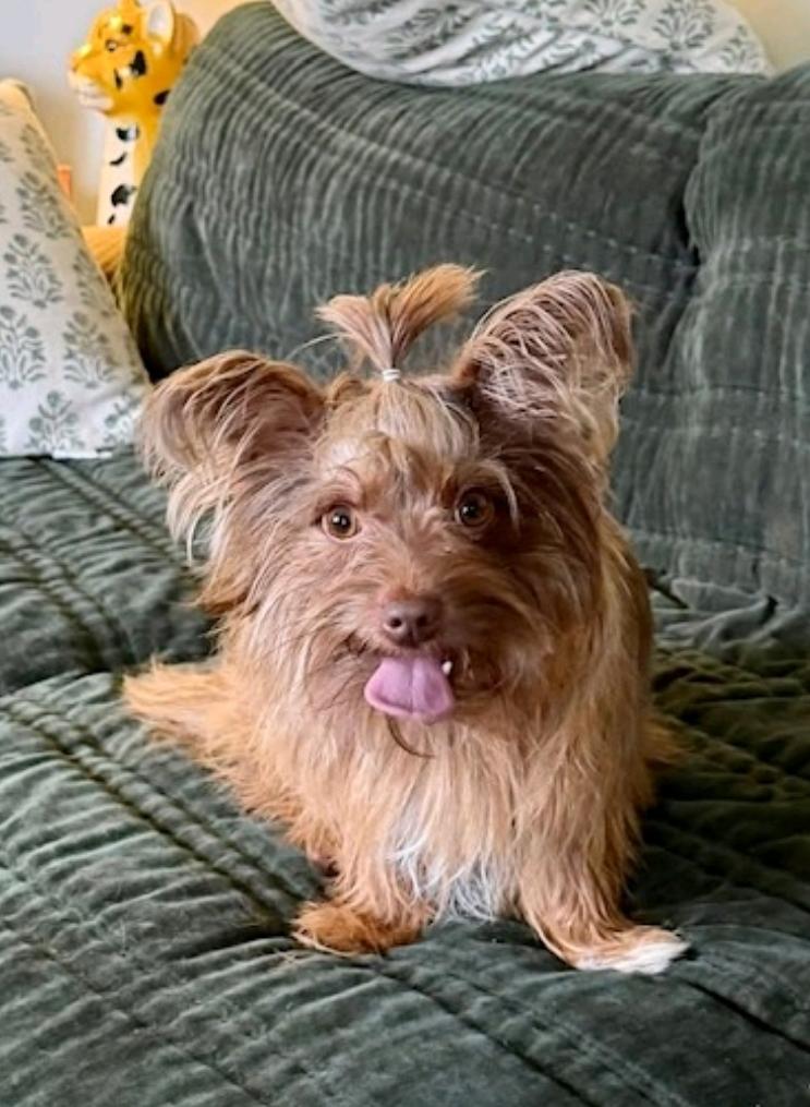 Ricky Bobby, ADOPTABLE, Young Male Yorkshire Terrier & Pomeranian.
