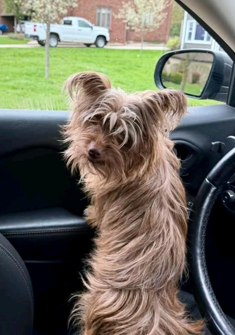 Enlarge Ricky Bobby, a ADOPTABLE mixed breed in Hamburg, NY image 2/5