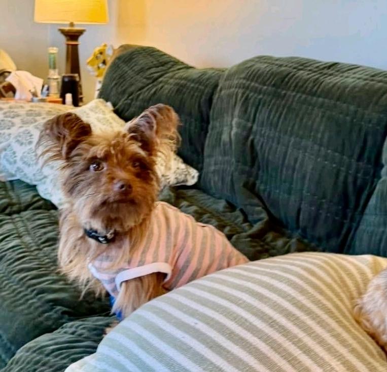 Enlarge Ricky Bobby, a ADOPTABLE mixed breed in Hamburg, NY image 4/5