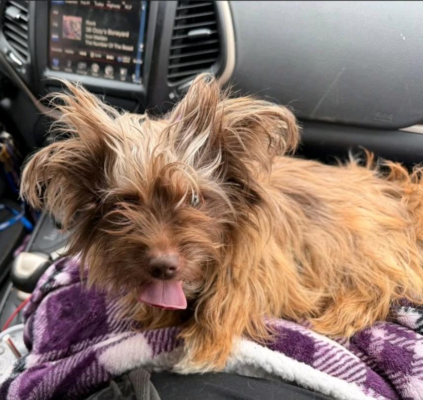 Enlarge Ricky Bobby, a ADOPTABLE mixed breed in Hamburg, NY image 5/5