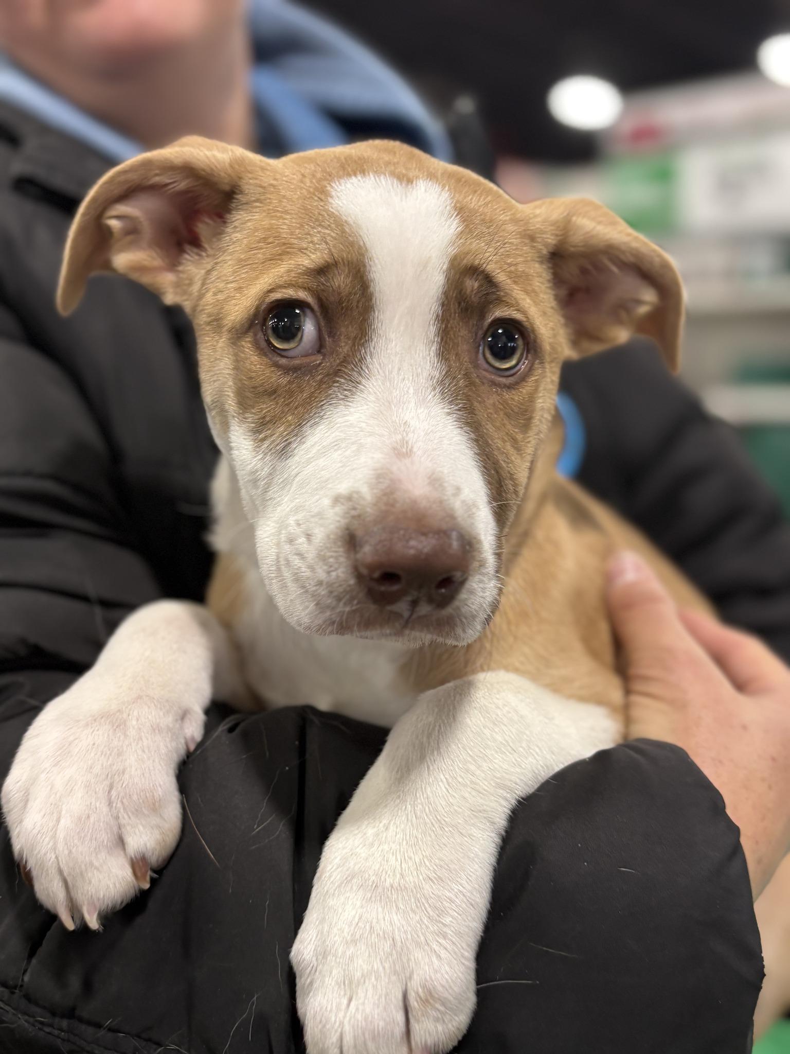 Enlarge Stella, a ADOPTABLE mixed breed in Plainfield, IN image 1/1