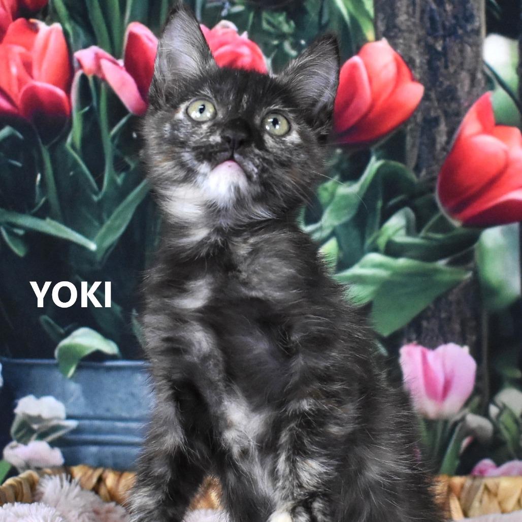 Yoki, Adoptable, Kitten Female Domestic Short Hair.