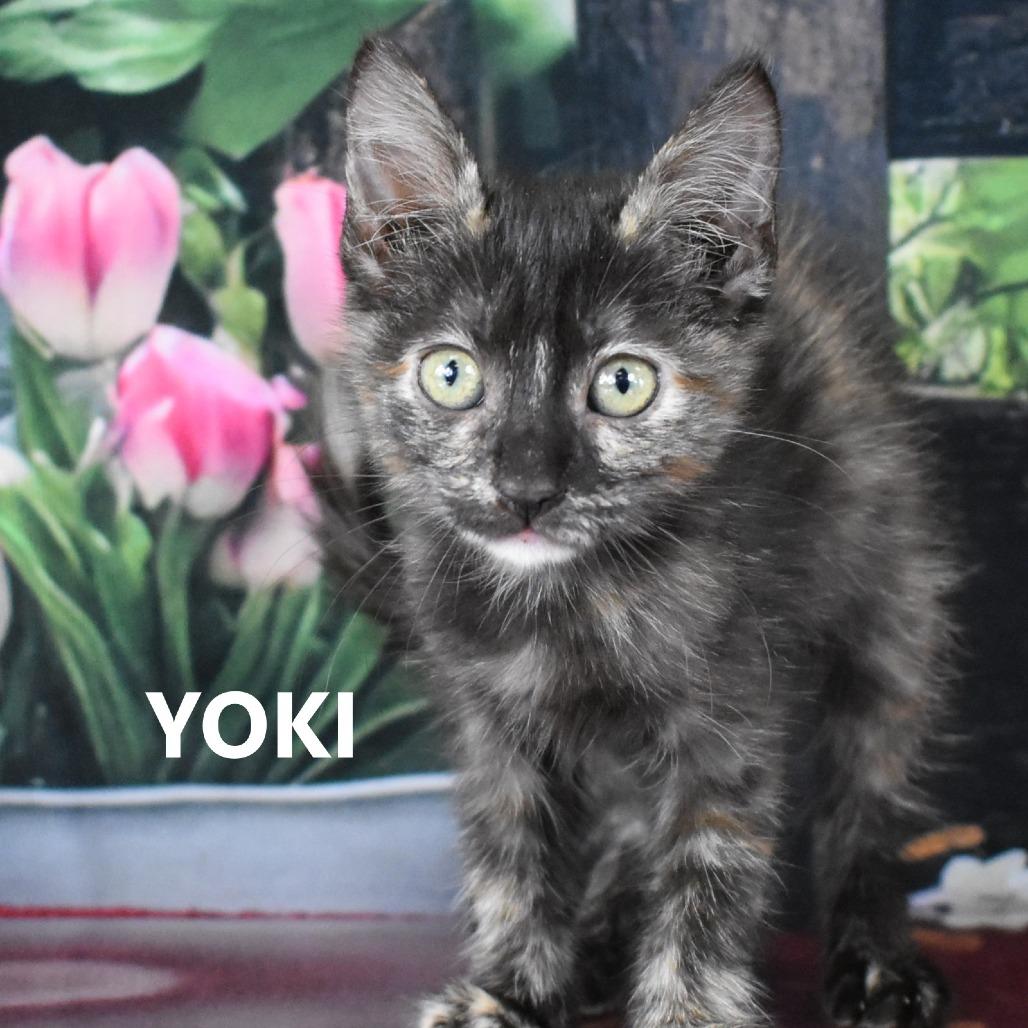 Enlarge Yoki, a Adoptable Domestic Short Hair in Yuma, AZ image 2/2