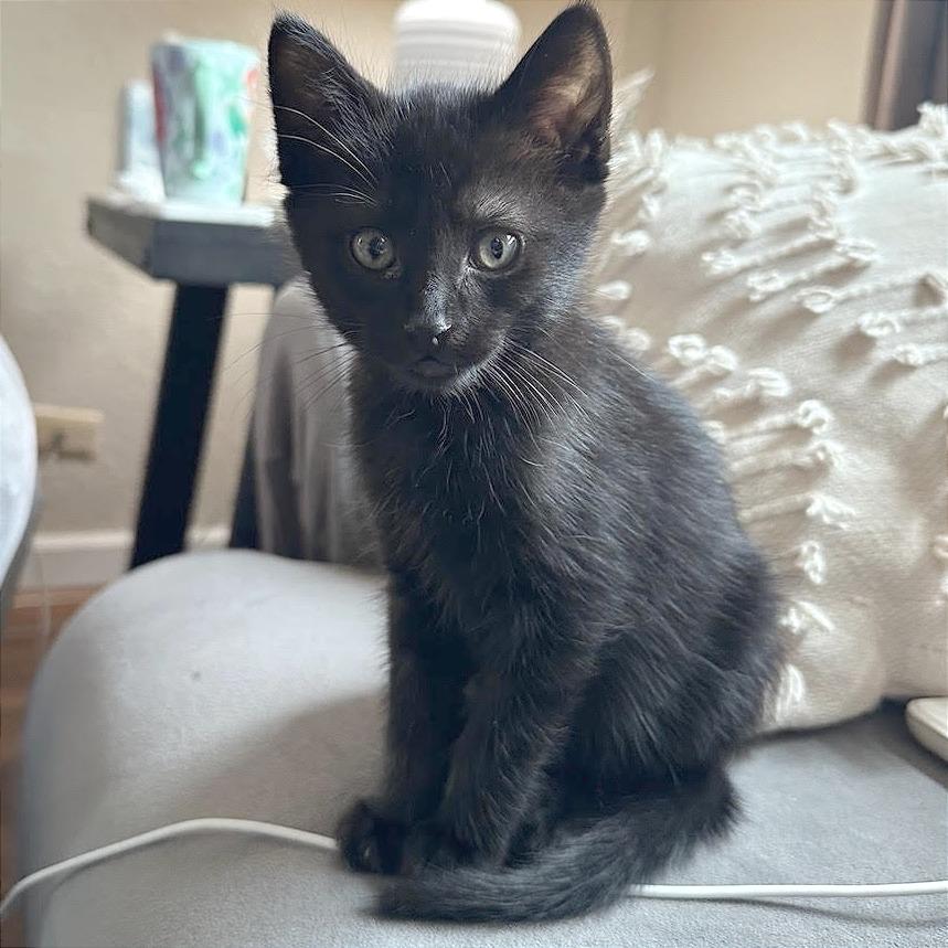 Turbo, Adoptable, Kitten Male Domestic Medium Hair.