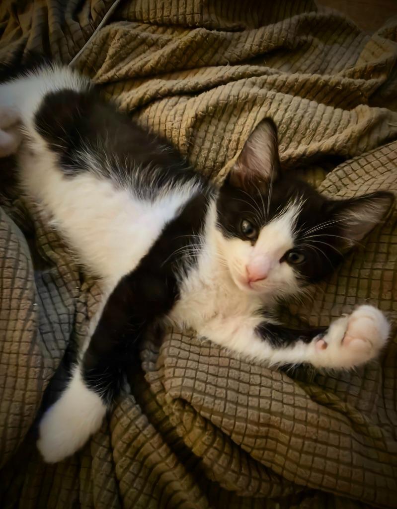 Enlarge Figaro, a Adopted Domestic Medium Hair in Fort Myers, FL image 1/1