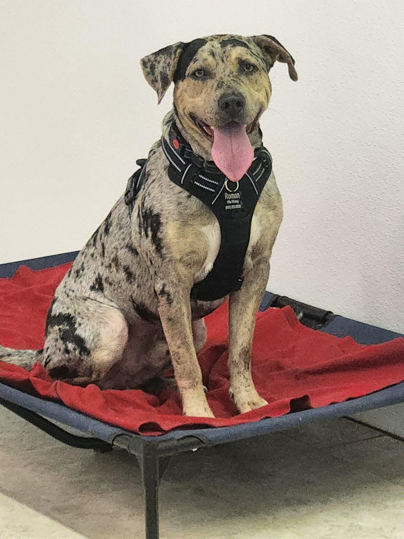 Enlarge Roman, a Adopted mixed breed in Harrisburg, PA image 1/5