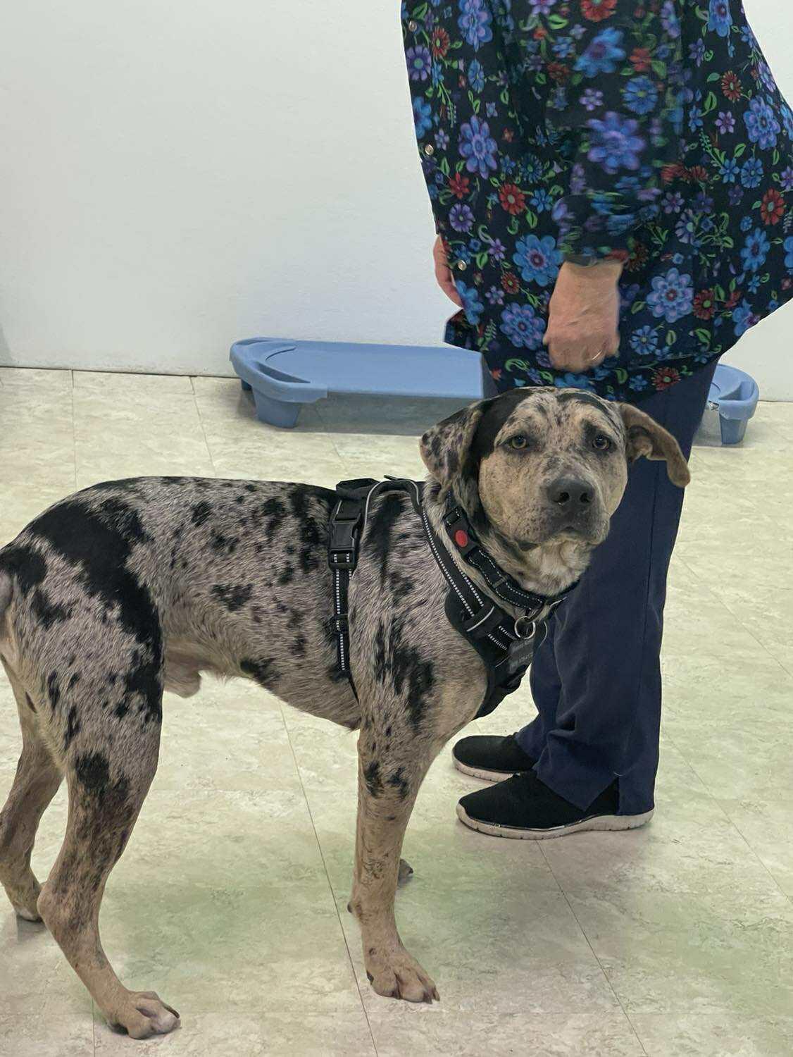 Roman, Adopted, Adult Male Catahoula Leopard Dog.