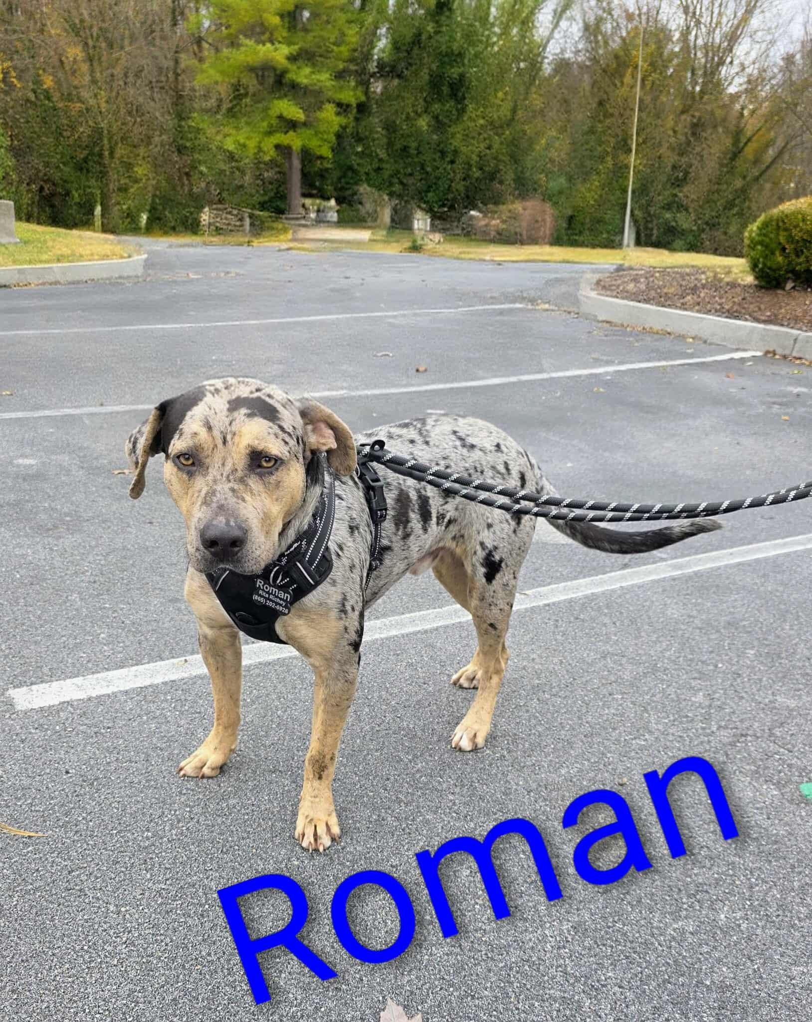 Enlarge Roman, a Adopted mixed breed in Harrisburg, PA image 3/5