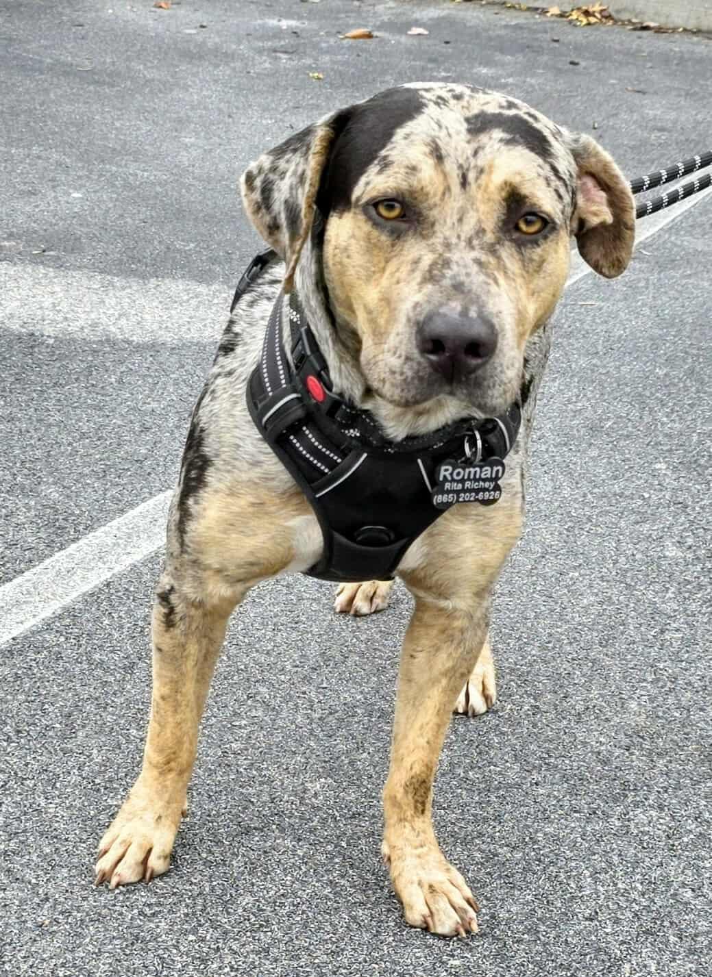 Enlarge Roman, a Adopted mixed breed in Harrisburg, PA image 4/5