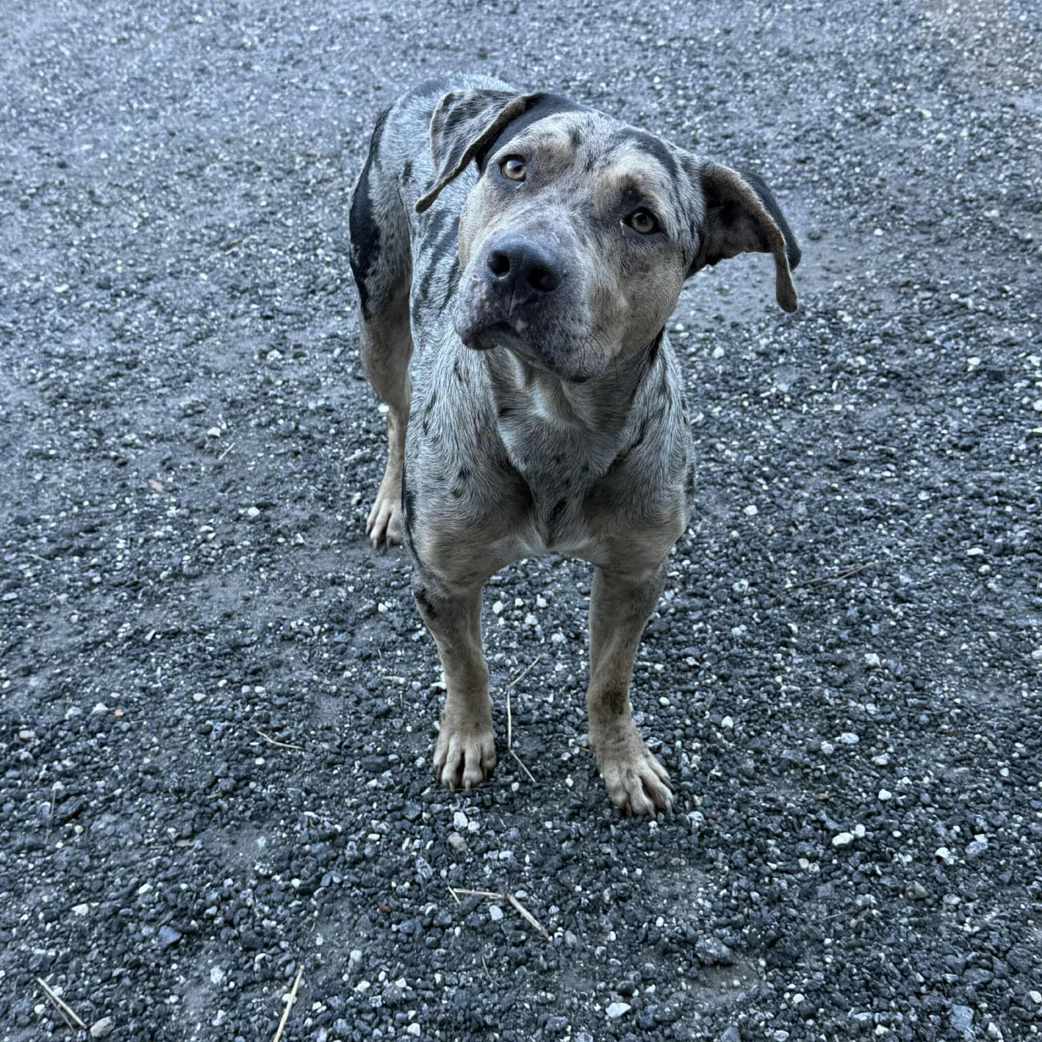 Enlarge Roman, a Adopted mixed breed in Harrisburg, PA image 5/5