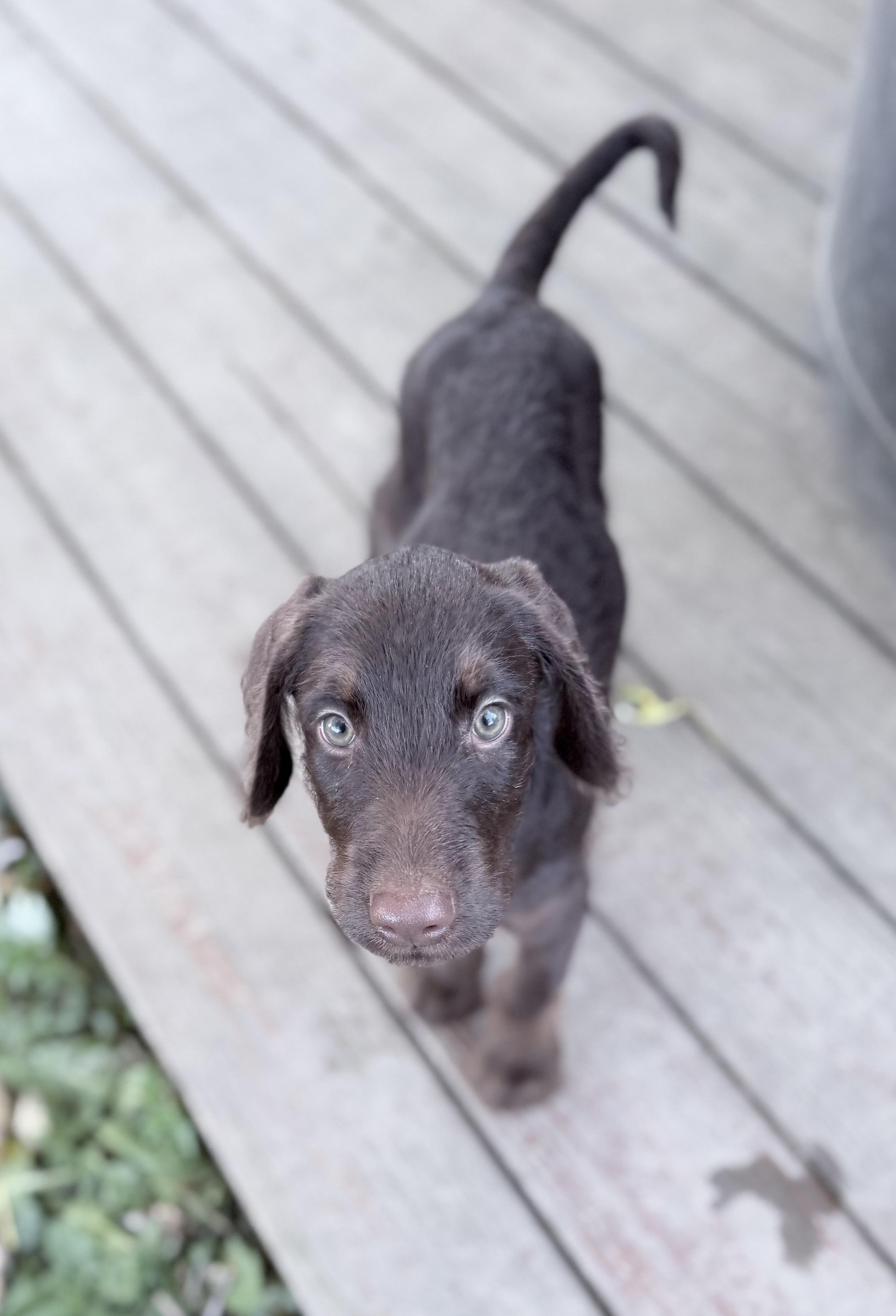 Chicken Wing, Adoptable, Puppy Female Doberman Pinscher & Standard Poodle.