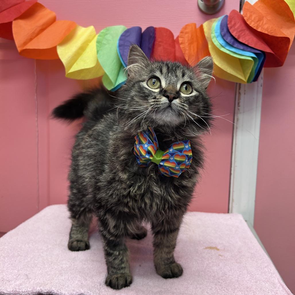 Meowvin, Adoptable, Young Female Domestic Medium Hair.