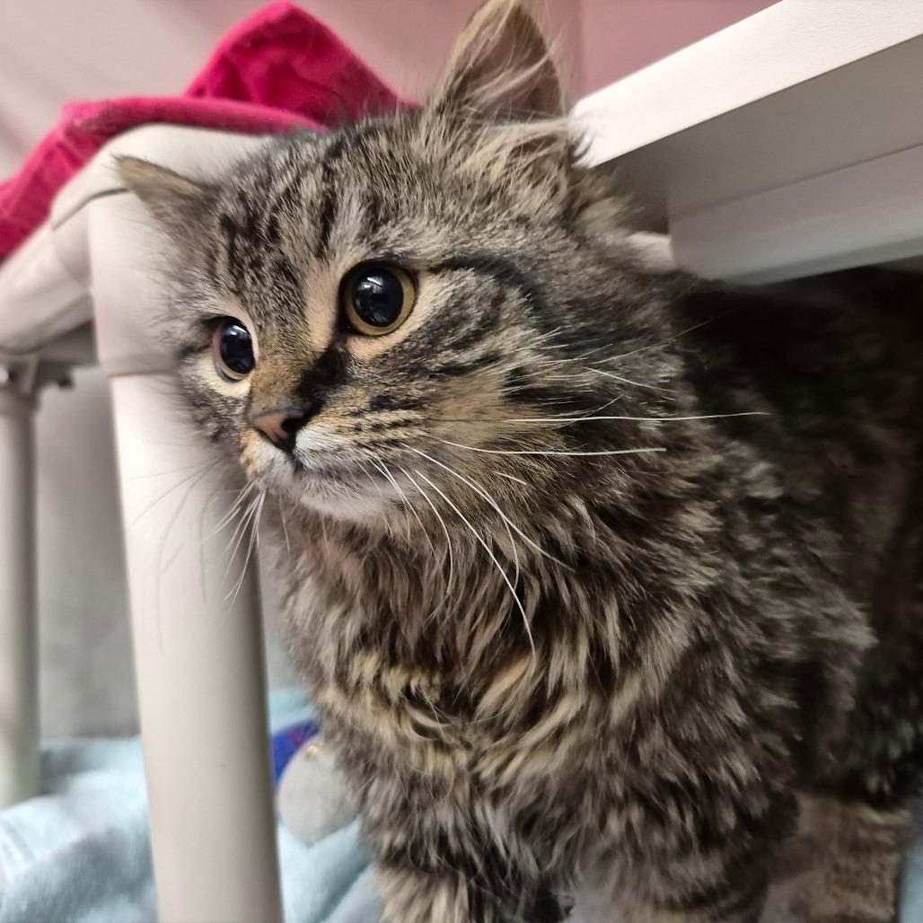 Enlarge Meowvin, a Adoptable Domestic Medium Hair in Drumheller, AB image 1/1