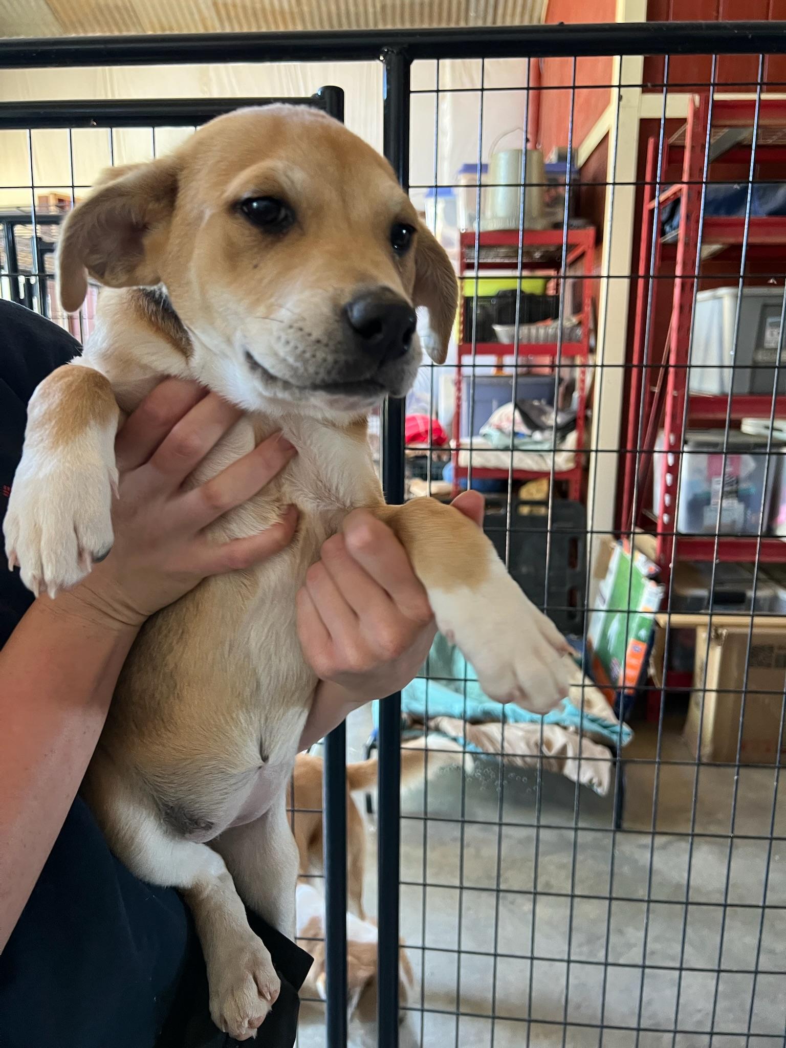 Enlarge Maybelline, an adopted mixed breed in Seguin, TX image 3/4