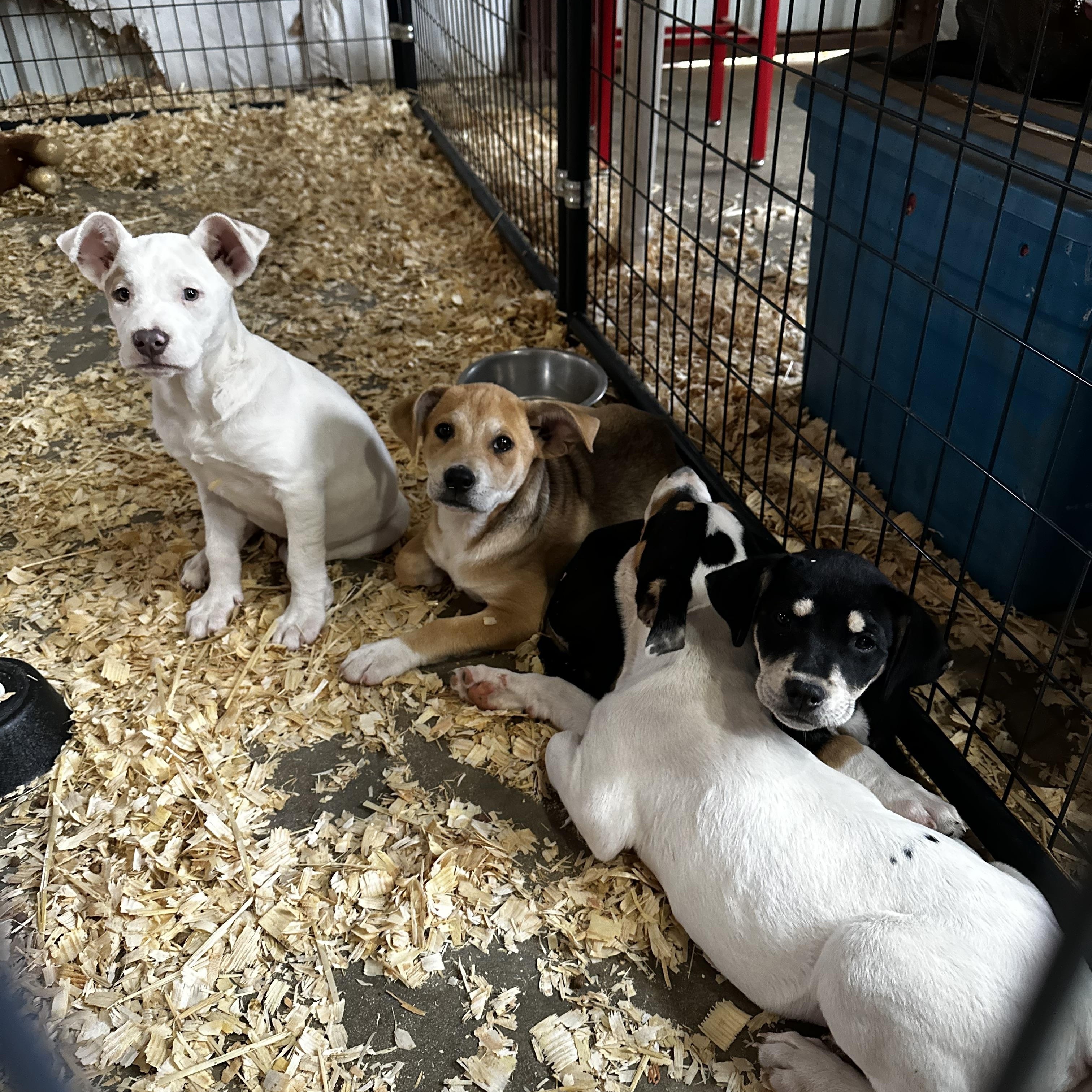 Enlarge Maybelline, an adopted mixed breed in Seguin, TX image 4/4