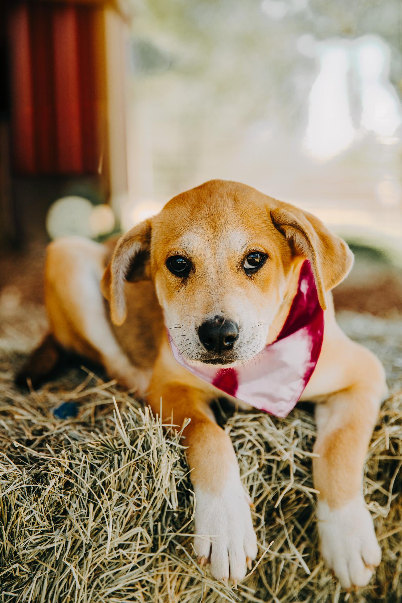 Enlarge Maybelline, an adopted mixed breed in Seguin, TX image 1/4