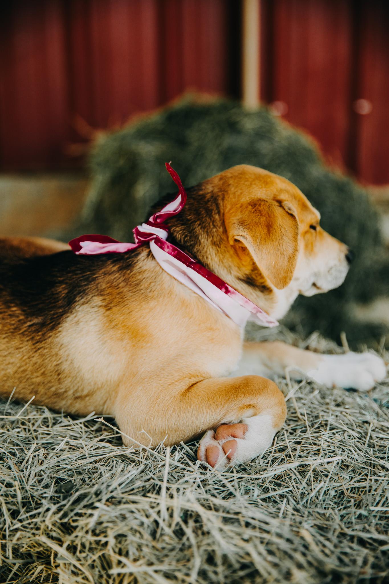 Enlarge Maybelline, an adopted mixed breed in Seguin, TX image 2/4