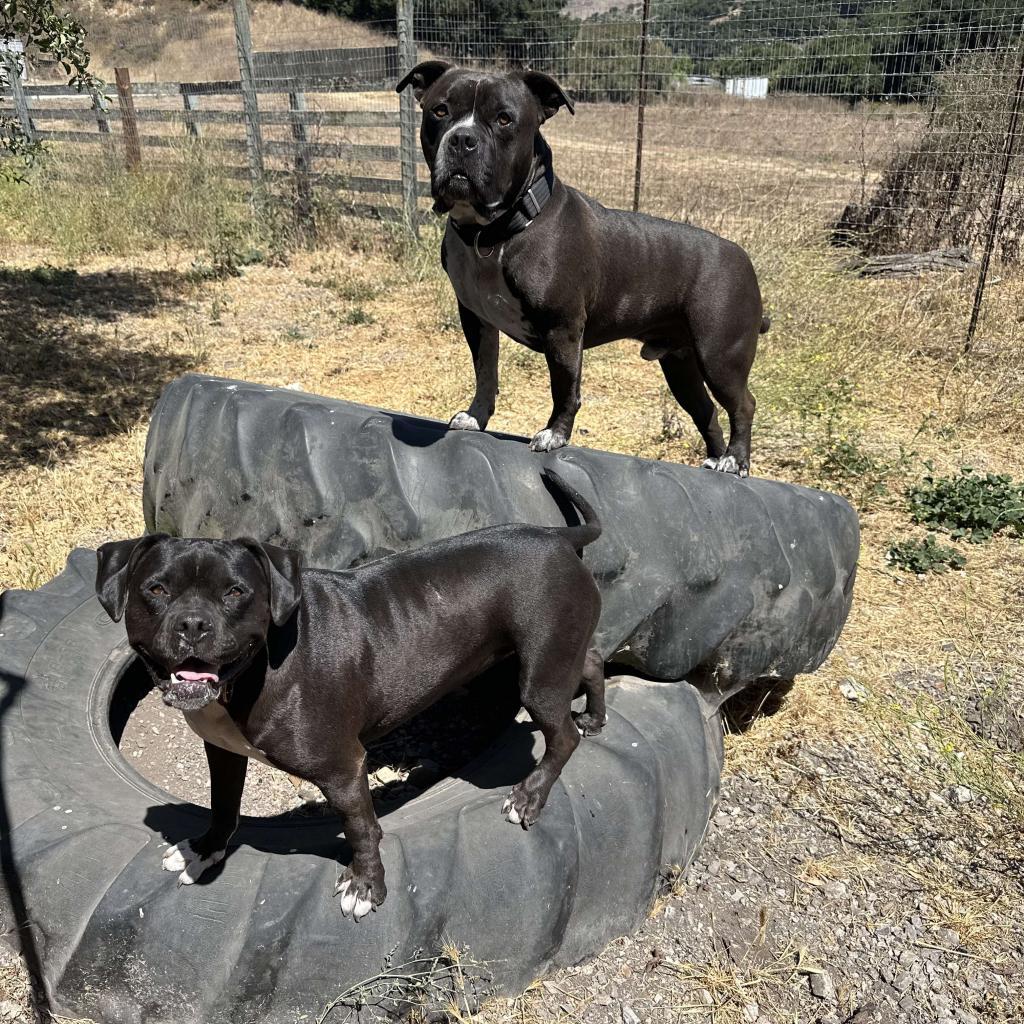 Enlarge Atticus, a Adoptable American Staffordshire Terrier in Lompoc, CA image 1/6