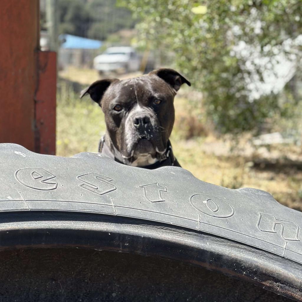 Enlarge Atticus, a Adoptable American Staffordshire Terrier in Lompoc, CA image 2/6