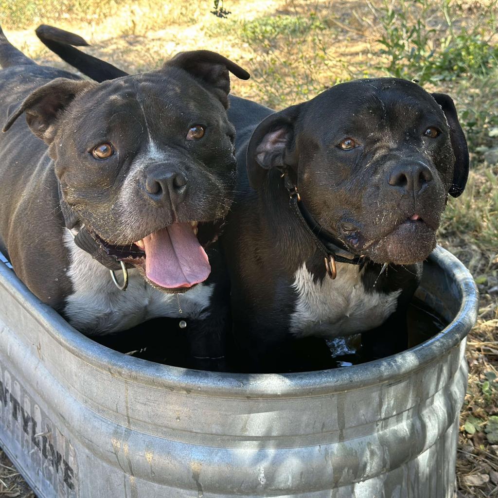Enlarge Atticus, a Adoptable American Staffordshire Terrier in Lompoc, CA image 3/6