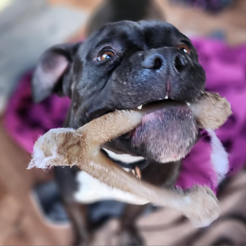 Enlarge Atticus, a Adoptable American Staffordshire Terrier in Lompoc, CA image 4/6