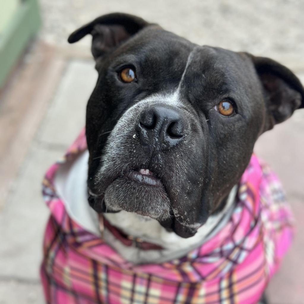 Enlarge Atticus, a Adoptable American Staffordshire Terrier in Lompoc, CA image 6/6