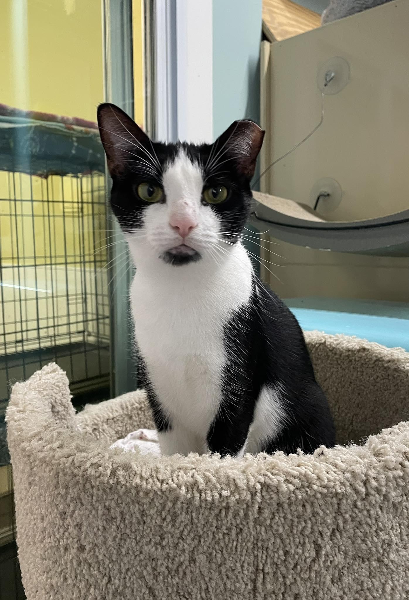 Puddle AND Puff, a Adoptable Domestic Short Hair in Gonic, NH image 1/3