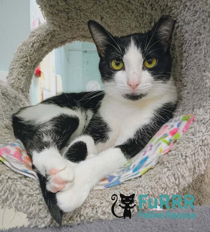 Puddle AND Puff, a Adoptable Domestic Short Hair in Gonic, NH image 2/3