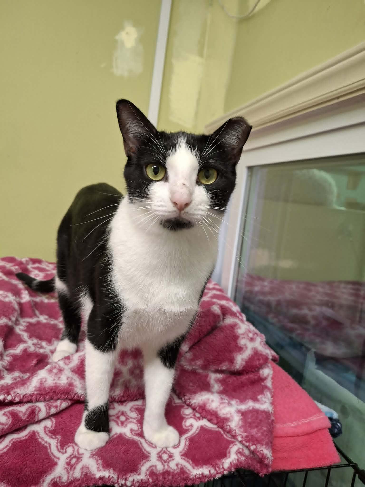 Puddle AND Puff, a Adoptable Domestic Short Hair in Gonic, NH image 3/3