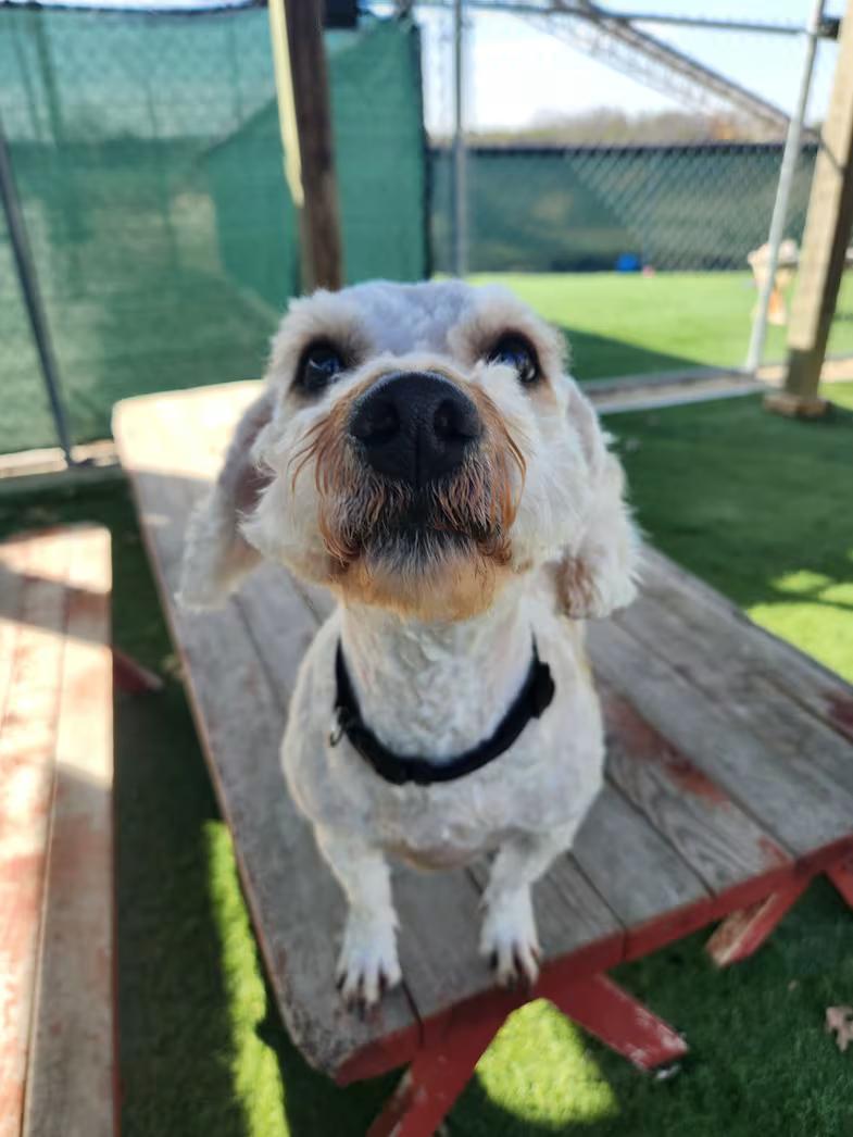 Enlarge Teddy , an adopted mixed breed in Sparta, WI image 3/3
