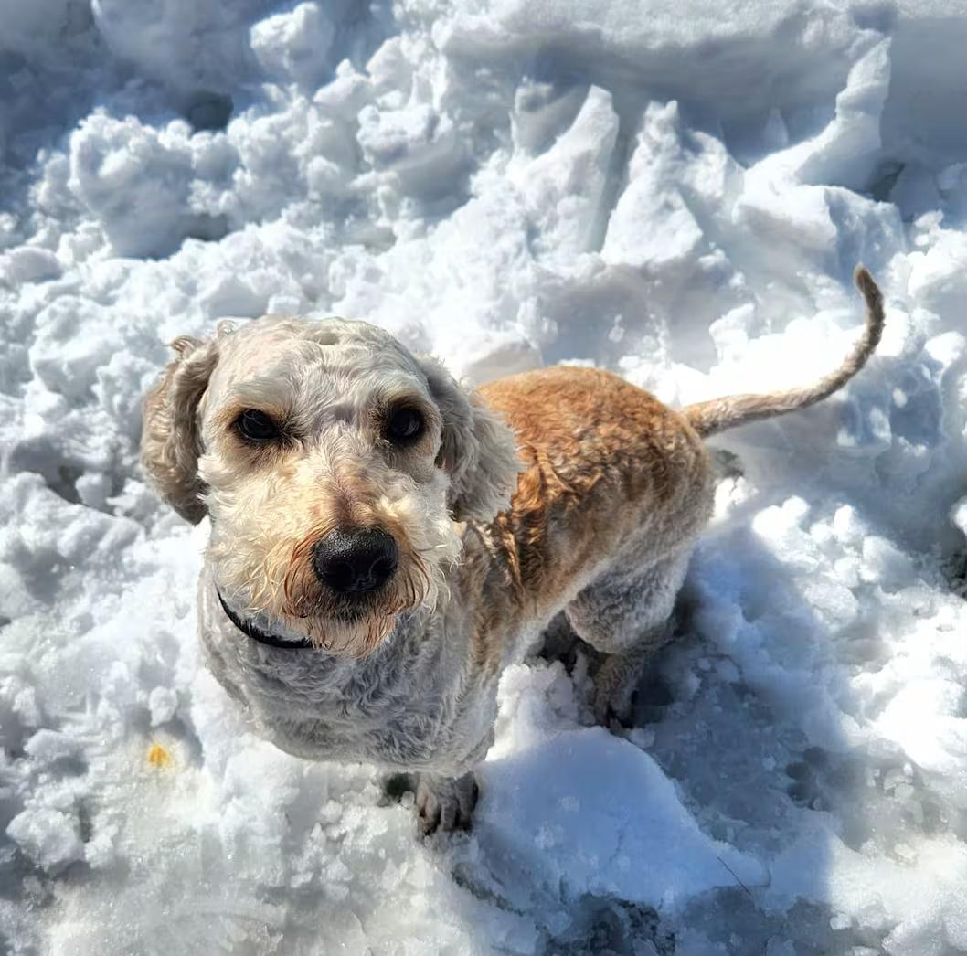 Enlarge Teddy , an adopted mixed breed in Sparta, WI image 2/3