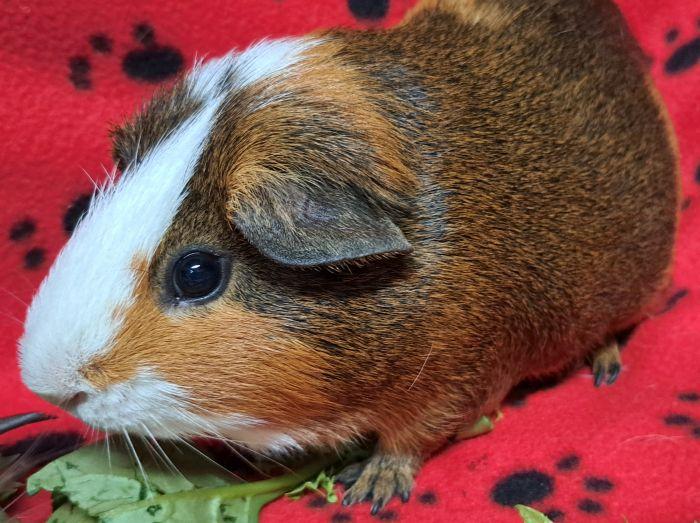 Enlarge Reeses Pieces, an adopted Short-Haired in Steger, IL image 3/3