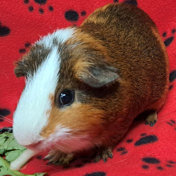Enlarge Reeses Pieces, an adopted Short-Haired in Steger, IL image 2/3